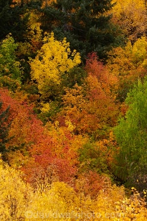 Arrowtown;Arrowtown-Hill;autuminal;autumn;autumn-colour;autumn-colours;autumnal;central-otago;color;colors;colour;colours;conifer;conifers;deciduous;fall;gold;golden;larch;leaf;leaves;mountain-ash;N.Z.;near-Queenstown;New-Zealand;NZ;orange;orange-mountain-ash;Otago;pine;pine-tree;pine-trees;pines;Queenstown;rowan;rowan-tree;rowan-trees;S.I.;season;seasonal;seasons;SI;sorbus;Sorbus-aucaparia;South-Is;South-Is.;South-Island;Southern-Lakes;Southern-Lakes-District;Southern-Lakes-Region;Sth-Is;Tobins-Track;Tobins-Track;tree;trees;yellow