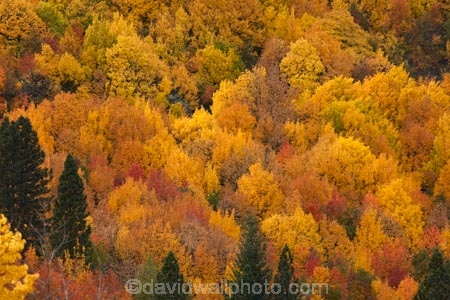 Arrowtown;Arrowtown-Hill;autuminal;autumn;autumn-colour;autumn-colours;autumnal;central-otago;color;colors;colour;colours;conifer;conifers;deciduous;fall;gold;golden;larch;leaf;leaves;mountain-ash;N.Z.;near-Queenstown;New-Zealand;NZ;orange;orange-mountain-ash;Otago;pine;pine-tree;pine-trees;pines;Queenstown;rowan;rowan-tree;rowan-trees;S.I.;season;seasonal;seasons;SI;sorbus;Sorbus-aucaparia;South-Is;South-Is.;South-Island;Southern-Lakes;Southern-Lakes-District;Southern-Lakes-Region;Sth-Is;Tobins-Track;Tobins-Track;tree;trees;yellow