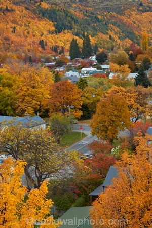 Arrowtown;Arrowtown-Hill;autuminal;autumn;autumn-colour;autumn-colours;autumnal;central-otago;color;colors;colour;colours;conifer;conifers;deciduous;fall;gold;golden;larch;leaf;leaves;mountain-ash;N.Z.;near-Queenstown;New-Zealand;NZ;orange;orange-mountain-ash;Otago;pine;pine-tree;pine-trees;pines;Queenstown;rowan;rowan-tree;rowan-trees;S.I.;season;seasonal;seasons;SI;sorbus;Sorbus-aucaparia;South-Is;South-Is.;South-Island;Southern-Lakes;Southern-Lakes-District;Southern-Lakes-Region;Sth-Is;tree;trees;yellow