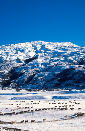 wool;winter;mountain;mountains;snow;paddock;paddocks;field;fields;pasture;meadow;meadows;lamb;mutton;agriculture;farm;farms;farming;farmland;countryside;grassland;grazing;land;pastoral;white;cold;freezing;freeze;harsh;highcountry;high-country;rural