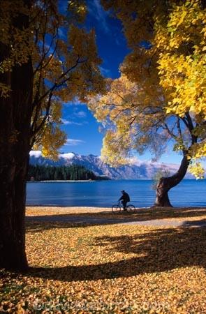 tree;trees;yellow;fall;leaf;leaves;color;colors;colour;colours;lake;lakes;mountain;mountains;distant;distance;person;cyclist;bike;holiday;holidays;vacation;vacations;relax;relaxing;autumn;shadow;shadows;shade;mountain;biking;cycling;