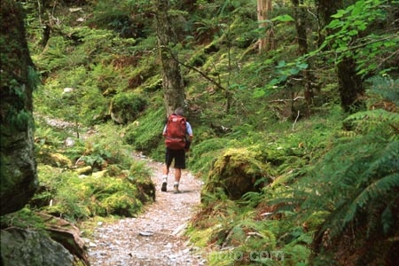 Tramper;tramp;trampers;tramping;walk;walker;walkers;walking;hike;hiking;hiker;hikers;trek;treks;trekking;treker;trekers;trekker;trekkers;Routeburn-Track;routeburn;great-walk;Routeburn-Gorge;Mt-Aspiring-National-Park;south-island;new-zealand;backpack;forest;forests;bush;rainforest;rainforests;native;vegetation;green;lush;verdant;moss;fern;ferns;mosses;tree;trees;natural;clean-green;clean