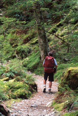 Tramper;tramp;trampers;tramping;walk;walker;walkers;walking;hike;hiking;hiker;hikers;trek;treks;trekking;treker;trekers;trekker;trekkers;Routeburn-Track;routeburn;great-walk;Routeburn-Gorge;Mt-Aspiring-National-Park;south-island;new-zealand;backpack;forest;forests;bush;rainforest;rainforests;native;vegetation;green;lush;verdant;moss;fern;ferns;mosses;tree;trees;natural;clean-green;clean