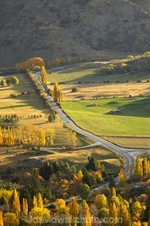 agricultural;agriculture;arrow-junction;arrowtown;autuminal;autumn;autumnal;bend;bends;central-otago;color;colors;colour;colours;corner;corners;country;countryside;deciduous;driving;fall;farm;farming;farmland;farms;field;fields;highway;highways;horticulture;leaf;leaves;meadow;meadows;new-zealand;open-road;open-roads;paddock;paddocks;pasture;pastures;poplar;poplar-tree;poplar-trees;poplars;queenstown;road;road-trip;roads;rural;south-island;straight;transport;transportation;travel;traveling;travelling;tree;trees;trip;wakatipu-basin