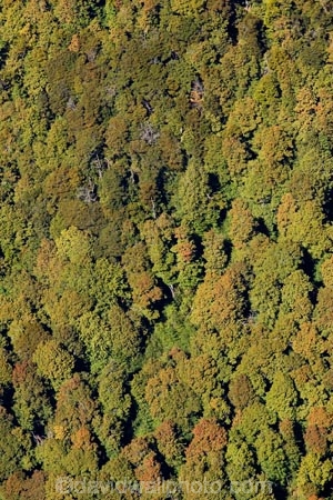 aerial;aerial-photo;aerial-photography;aerial-photos;aerial-view;aerial-views;aerials;beautiful;beauty;Beech-Forest;bush;endemic;Fiordland;Fiordland-N.P;Fiordland-National-Park;Fiordland-NP;forest;forests;green;N.Z.;national-park;national-parks;native;native-bush;natives;natural;nature;New-Zealand;Nothofagus;NZ;Otago;Queenstown;rain-forest;rain-forests;rain_forest;rain_forests;rainforest;rainforests;red-beech;Red-Beech-Forest;red-beeches;Route-Burn-Valley;Routeburn;S.I.;scene;scenic;SI;South-Is.;South-Island;south-west-new-zealand-world-heritage-area;southern-beeches;Southern-Lakes;Southern-Lakes-District;Southern-Lakes-Region;Southland;te-wahipounamu;te-wahipounamu-south_west-new-zealand-world-heritage-area;timber;tree;trees;wood;woods;world-heirtage-site;world-heritage-area