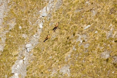 aerial;aerial-photo;aerial-photography;aerial-photos;aerial-view;aerial-views;aerials;alpine;altitude;Glenorchy;hemitragus-jemlahicus;high-altitude;himalayan-thar;mount;mountain;mountain-goat;mountain-goats;mountainous;mountains;mountainside;mt;mt.;N.Z.;New-Zealand;NZ;Otago;Ox-Burn;Queenstown;range;ranges;Richardson-Mountains;S.I.;SI;South-Is.;South-Island;Southern-Lakes;Southern-Lakes-District;Southern-Lakes-Region;thar;Twelve-Mile-Creek