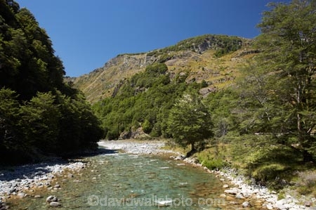 beautiful;beauty;Beech-Forest;bush;Caples-River;Caples-Valley;clean-water;clear-water;endemic;forest;forests;green;Greenstone-Track;Greenstone-Valley;N.Z.;native;native-bush;natives;natural;nature;New-Zealand;Nothofagus;NZ;Otago;pathways;pure-water;rain-forest;rain-forests;rain_forest;rain_forests;rainforest;rainforests;river;rivers;S.I.;scene;scenic;SI;South-Is.;South-Island;southern-beeches;subtropical-rainforest;subtropical-rainforests;Te-Ara-Roa;Te-Araroa;Te-Araroa-Pathway;Te-Araroa-Walkway;The-Long-Pathway;The-Long-Walkway;timber;tramping-track;tramping-tracks;tramping-trail;tramping-trails;tree;trees;trekking-track;trekking-tracks;trekking-trail;trekking-trails;walking-track;walking-tracks;walking-trail;walking-trails;walkway;walkways;wood;woods