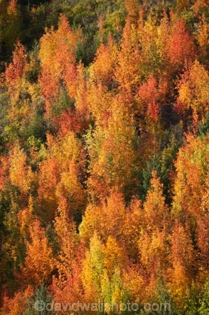 Arrowtown;autuminal;autumn;autumn-colour;autumn-colours;autumnal;Central-Otago;color;colors;colour;colours;deciduous;fall;leaf;leaves;N.Z.;near-Queenstown;New-Zealand;NZ;orange;Otago;rowan-tree;rowan-trees;S.I.;season;seasonal;seasons;SI;Sorbus-aucaparia;South-Is.;South-Island;Southern-Lakes;Southern-Lakes-District;Southern-Lakes-Region;Tobins-Track;Tobins-Track;tree;trees;yellow