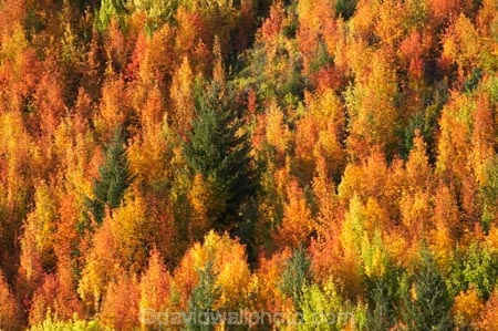 Arrowtown;autuminal;autumn;autumn-colour;autumn-colours;autumnal;Central-Otago;color;colors;colour;colours;deciduous;fall;leaf;leaves;N.Z.;near-Queenstown;New-Zealand;NZ;orange;Otago;rowan-tree;rowan-trees;S.I.;season;seasonal;seasons;SI;Sorbus-aucaparia;South-Is.;South-Island;Southern-Lakes;Southern-Lakes-District;Southern-Lakes-Region;Tobins-Track;Tobins-Track;tree;trees;yellow