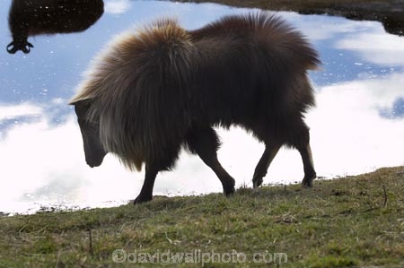 agricultural;agriculture;Animal;Animals;calm;country;countryside;Deer-Park-Heights;farm;farming;farmland;farms;field;fields;Hemitragus-jemlahicus;Hemitragus-jemlaicus;Himalayan-Tahr;Himalayan-Thar;Kelvin-Heights;Lake-Wakatipu;male;males;Mammal;Mammals;meadow;meadows;N.Z.;Nature;New-Zealand;NZ;Otago;Outdoor;Outdoors;Outside;paddock;paddocks;pasture;pastures;placid;Queenstown;quiet;reflection;reflections;Region;rural;S.I.;serene;SI;smooth;South-Is;South-Is.;South-Island;Southern-Lakes;Southern-Lakes-District;Southern-Lakes-Region;still;Tahr;Tahrs;Thar;Thars;The-Deer-Park;tranquil;ungulate;ungulates;water;Wild;Wildlife;Zoology