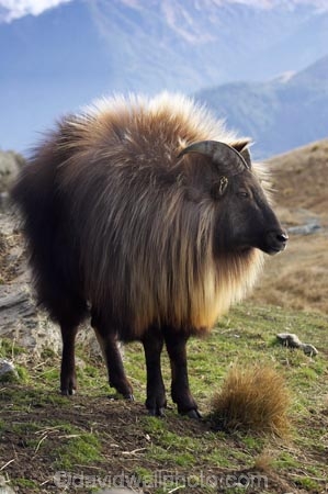 agricultural;agriculture;Animal;Animals;calm;country;countryside;Deer-Park-Heights;farm;farming;farmland;farms;field;fields;Hemitragus-jemlahicus;Hemitragus-jemlaicus;Himalayan-Tahr;Himalayan-Thar;Kelvin-Heights;Lake-Wakatipu;male;males;Mammal;Mammals;meadow;meadows;N.Z.;Nature;New-Zealand;NZ;Otago;Outdoor;Outdoors;Outside;paddock;paddocks;pasture;pastures;placid;Queenstown;quiet;reflection;reflections;Region;rural;S.I.;serene;SI;smooth;South-Is;South-Is.;South-Island;Southern-Lakes;Southern-Lakes-District;Southern-Lakes-Region;still;Tahr;Tahrs;Thar;Thars;The-Deer-Park;tranquil;ungulate;ungulates;water;Wild;Wildlife;Zoology