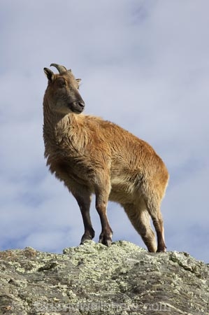 agricultural;agriculture;Animal;Animals;calm;country;countryside;Deer-Park-Heights;farm;farming;farmland;farms;field;fields;Hemitragus-jemlahicus;Hemitragus-jemlaicus;Himalayan-Tahr;Himalayan-Thar;Kelvin-Heights;Lake-Wakatipu;Mammal;Mammals;meadow;meadows;N.Z.;Nature;New-Zealand;NZ;Otago;Outdoor;Outdoors;Outside;paddock;paddocks;pasture;pastures;placid;Queenstown;quiet;reflection;reflections;Region;rural;S.I.;serene;SI;smooth;South-Is;South-Is.;South-Island;Southern-Lakes;Southern-Lakes-District;Southern-Lakes-Region;still;Tahr;Tahrs;Thar;Thars;The-Deer-Park;tranquil;ungulate;ungulates;water;Wild;Wildlife;Zoology