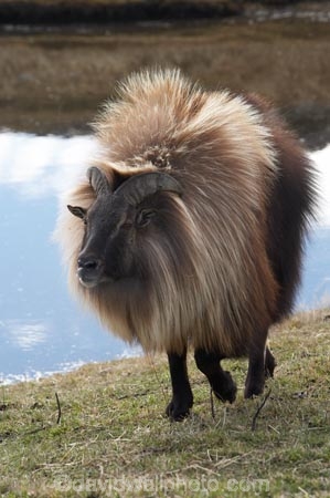 agricultural;agriculture;Animal;Animals;calm;country;countryside;Deer-Park-Heights;farm;farming;farmland;farms;field;fields;Hemitragus-jemlahicus;Hemitragus-jemlaicus;Himalayan-Tahr;Himalayan-Thar;Kelvin-Heights;Lake-Wakatipu;male;males;Mammal;Mammals;meadow;meadows;N.Z.;Nature;New-Zealand;NZ;Otago;Outdoor;Outdoors;Outside;paddock;paddocks;pasture;pastures;placid;Queenstown;quiet;reflection;reflections;Region;rural;S.I.;serene;SI;smooth;South-Is;South-Is.;South-Island;Southern-Lakes;Southern-Lakes-District;Southern-Lakes-Region;still;Tahr;Tahrs;Thar;Thars;The-Deer-Park;tranquil;ungulate;ungulates;water;Wild;Wildlife;Zoology