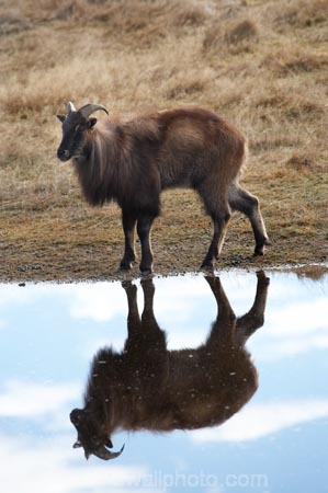 agricultural;agriculture;Animal;Animals;calm;country;countryside;Deer-Park-Heights;farm;farming;farmland;farms;field;fields;Hemitragus-jemlahicus;Hemitragus-jemlaicus;Himalayan-Tahr;Himalayan-Thar;Kelvin-Heights;Lake-Wakatipu;Mammal;Mammals;meadow;meadows;N.Z.;Nature;New-Zealand;NZ;Otago;Outdoor;Outdoors;Outside;paddock;paddocks;pasture;pastures;placid;Queenstown;quiet;reflection;reflections;Region;rural;S.I.;serene;SI;smooth;South-Is;South-Is.;South-Island;Southern-Lakes;Southern-Lakes-District;Southern-Lakes-Region;still;Tahr;Tahrs;Thar;Thars;The-Deer-Park;tranquil;ungulate;ungulates;water;Wild;Wildlife;Zoology