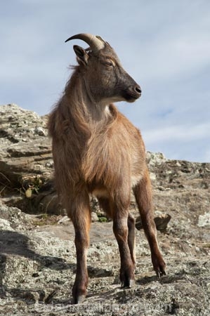 agricultural;agriculture;Animal;Animals;calm;country;countryside;Deer-Park-Heights;farm;farming;farmland;farms;field;fields;Hemitragus-jemlahicus;Hemitragus-jemlaicus;Himalayan-Tahr;Himalayan-Thar;Kelvin-Heights;Lake-Wakatipu;Mammal;Mammals;meadow;meadows;N.Z.;Nature;New-Zealand;NZ;Otago;Outdoor;Outdoors;Outside;paddock;paddocks;pasture;pastures;placid;Queenstown;quiet;reflection;reflections;Region;rural;S.I.;serene;SI;smooth;South-Is;South-Is.;South-Island;Southern-Lakes;Southern-Lakes-District;Southern-Lakes-Region;still;Tahr;Tahrs;Thar;Thars;The-Deer-Park;tranquil;ungulate;ungulates;water;Wild;Wildlife;Zoology