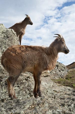 agricultural;agriculture;Animal;Animals;calm;country;countryside;Deer-Park-Heights;farm;farming;farmland;farms;field;fields;Hemitragus-jemlahicus;Hemitragus-jemlaicus;Himalayan-Tahr;Himalayan-Thar;Kelvin-Heights;Lake-Wakatipu;Mammal;Mammals;meadow;meadows;N.Z.;Nature;New-Zealand;NZ;Otago;Outdoor;Outdoors;Outside;paddock;paddocks;pasture;pastures;placid;Queenstown;quiet;reflection;reflections;Region;rural;S.I.;serene;SI;smooth;South-Is;South-Is.;South-Island;Southern-Lakes;Southern-Lakes-District;Southern-Lakes-Region;still;Tahr;Tahrs;Thar;Thars;The-Deer-Park;tranquil;ungulate;ungulates;water;Wild;Wildlife;Zoology
