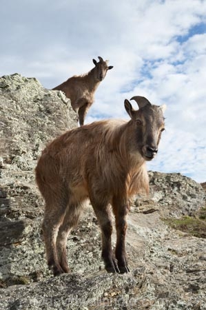 agricultural;agriculture;Animal;Animals;calm;country;countryside;Deer-Park-Heights;farm;farming;farmland;farms;field;fields;Hemitragus-jemlahicus;Hemitragus-jemlaicus;Himalayan-Tahr;Himalayan-Thar;Kelvin-Heights;Lake-Wakatipu;Mammal;Mammals;meadow;meadows;N.Z.;Nature;New-Zealand;NZ;Otago;Outdoor;Outdoors;Outside;paddock;paddocks;pasture;pastures;placid;Queenstown;quiet;reflection;reflections;Region;rural;S.I.;serene;SI;smooth;South-Is;South-Is.;South-Island;Southern-Lakes;Southern-Lakes-District;Southern-Lakes-Region;still;Tahr;Tahrs;Thar;Thars;The-Deer-Park;tranquil;ungulate;ungulates;water;Wild;Wildlife;Zoology
