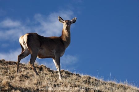 agriculatural;agricultural;agriculture;Animal;Animals;Cervus-elaphus;country;countryside;Deer;Deer-Park-Heights;Deers;farm;farming;farmland;farms;female;females;field;fields;Kelvin-Heights;Lake-Wakatipu;Mammal;Mammals;meadow;meadows;N.Z.;Nature;New-Zealand;NZ;Otago;Outdoor;Outdoors;Outside;paddock;paddocks;pasture;pastures;Queenstown;red-deer;Region;rural;S.I.;SI;South-Is;South-Is.;South-Island;Southern-Lakes;Southern-Lakes-District;Southern-Lakes-Region;The-Deer-Park;Wild;Wildlife;Zoology