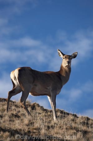 agriculatural;agricultural;agriculture;Animal;Animals;Cervus-elaphus;country;countryside;Deer;Deer-Park-Heights;Deers;farm;farming;farmland;farms;female;females;field;fields;Kelvin-Heights;Lake-Wakatipu;Mammal;Mammals;meadow;meadows;N.Z.;Nature;New-Zealand;NZ;Otago;Outdoor;Outdoors;Outside;paddock;paddocks;pasture;pastures;Queenstown;red-deer;Region;rural;S.I.;SI;South-Is;South-Is.;South-Island;Southern-Lakes;Southern-Lakes-District;Southern-Lakes-Region;The-Deer-Park;Wild;Wildlife;Zoology