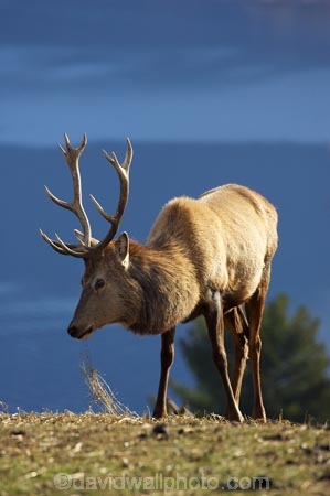 agriculatural;agricultural;agriculture;Animal;Animals;Antler;Antlers;Cervus-elaphus;country;countryside;Deer;Deer-Park-Heights;Deers;farm;farming;farmland;farms;field;fields;Kelvin-Heights;Lake-Wakatipu;Male;Males;Mammal;Mammals;meadow;meadows;N.Z.;Nature;New-Zealand;NZ;Otago;Outdoor;Outdoors;Outside;paddock;paddocks;pasture;pastures;point;points;Queenstown;red-deer;Region;rural;S.I.;SI;South-Is;South-Is.;South-Island;Southern-Lakes;Southern-Lakes-District;Southern-Lakes-Region;specimen;specimens;The-Deer-Park;trophies;trophy;velvet;Wild;Wildlife;Zoology