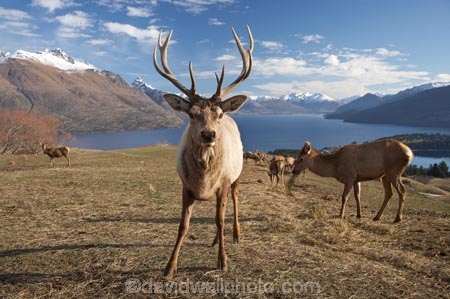 agriculatural;agricultural;agriculture;Animal;Animals;Antler;Antlers;Cervus-elaphus;country;countryside;Deer;Deer-Park-Heights;Deers;farm;farming;farmland;farms;field;fields;Kelvin-Heights;Lake-Wakatipu;Male;Males;Mammal;Mammals;meadow;meadows;N.Z.;Nature;New-Zealand;NZ;Otago;Outdoor;Outdoors;Outside;paddock;paddocks;pasture;pastures;point;points;Queenstown;red-deer;Region;rural;S.I.;SI;South-Is;South-Is.;South-Island;Southern-Lakes;Southern-Lakes-District;Southern-Lakes-Region;specimen;specimens;The-Deer-Park;trophies;trophy;velvet;Wild;Wildlife;Zoology