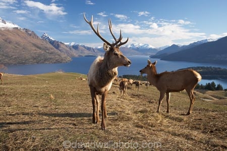 agriculatural;agricultural;agriculture;Animal;Animals;Antler;Antlers;Cervus-elaphus;country;countryside;Deer;Deer-Park-Heights;Deers;farm;farming;farmland;farms;field;fields;Kelvin-Heights;Lake-Wakatipu;Male;Males;Mammal;Mammals;meadow;meadows;N.Z.;Nature;New-Zealand;NZ;Otago;Outdoor;Outdoors;Outside;paddock;paddocks;pasture;pastures;point;points;Queenstown;red-deer;Region;rural;S.I.;SI;South-Is;South-Is.;South-Island;Southern-Lakes;Southern-Lakes-District;Southern-Lakes-Region;specimen;specimens;The-Deer-Park;trophies;trophy;velvet;Wild;Wildlife;Zoology