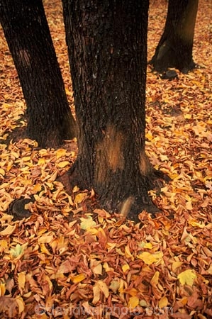 bark;fall;falling;golden;leaf;leaves;tree;trees;trunk;yellow