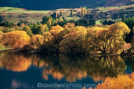color;colors;colour;colours;fall;lakes;leaf;leaves;reflection;reflections;tree;trees;wakatipu-basin;willow;willows;yellow