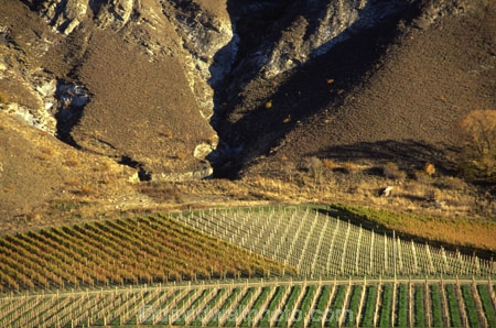 beige;brown;color;colors;colour;colours;crop;crops;cultivation;farm;farming;farms;field;fields;grape;grapes;grapevine;horticulture;row;rows;rural;vine;vines;vineyard;vineyards;vintage;wine;wineries;winery;wines