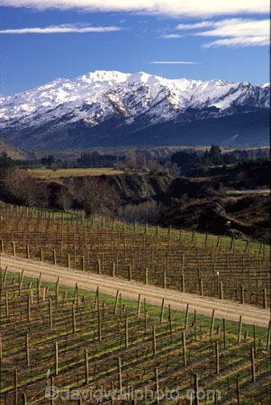 color;colors;colour;colours;crop;crops;cultivation;farm;farming;farms;field;fields;grape;grapes;grapevine;green;horticulture;mountain;mountains;road;roads;row;rows;rural;snow;vine;vines;vineyard;vineyards;vintage;wine;wineries;winery;wines;winter