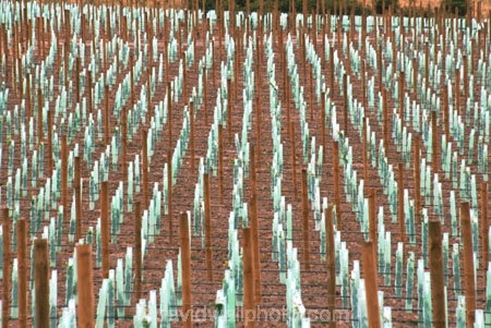 vine;vines;vineyard;vineyards;wine;wines;winery;wineries;grape;grapes;vintage;grapevine;horticulture;cultivation;rural;farm;farms;farming;field;fields;crop;crops;row;rows;gibbston-valley;gibston-valley