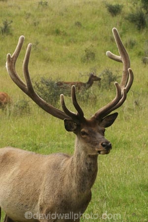 agriculatural;agriculture;Animal;Animals;Antler;Antlers;aphrodisiac;aphrodisiacs;country;countryside;Deer;Deers;Fallow-Deer;farm;farming;farms;looking-at-camera;Male;Males;Mammal;Mammals;Nature;One;One-animal;Outdoor;Outdoors;Outside;point;points;Portrait;Portraits;red-deer;rural;specimen;specimens;trophies;trophy;velvet;Wild;Wildlife;Zoology