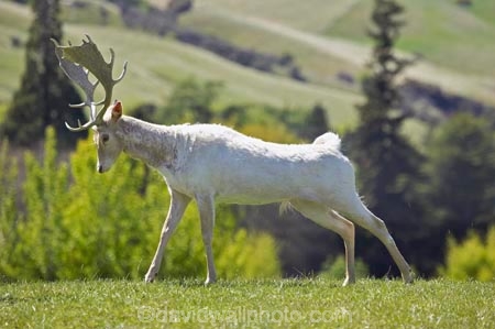 agricultural;agriculture;antler;antlers;country;countryside;dama;deer;Fallow-Deer;farm;farming;farmland;farms;field;fields;horns;livestock;meadow;meadows;N.Z.;New-Zealand;NZ;Otago;paddock;paddocks;pasture;pastures;Queenstown;rural;S.I.;SI;South-Island;stock;White-Fallow-Deer