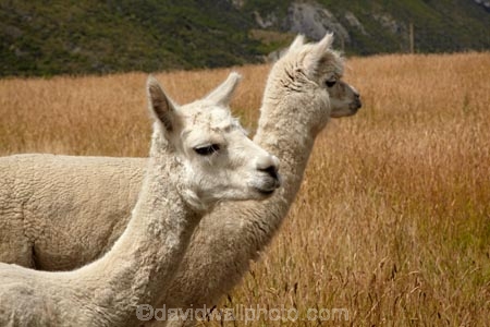 agricultural;agriculture;alpaca;alpacas;Central-Otago;country;countryside;domestic-animal;domestic-animals;farm;farming;farmland;farms;field;fields;Gibbston-River-Track;Gibbston-River-Trail;Gibbston-Valley;Gibbston-Valley-Track;Gibbston-Valley-Trail;meadow;meadows;N.Z.;New-Zealand;NZ;Otago;paddock;paddocks;pasture;pastures;Queenstown-region;rural;S.I.;SI;South-Is.;South-Island;Southern-Lakes;Southern-Lakes-District;Southern-Lakes-Region;stock;Vicugna-pacos