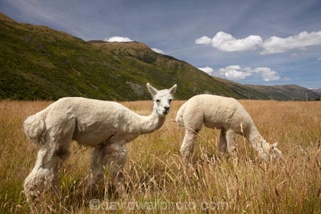 agricultural;agriculture;alpaca;alpacas;Central-Otago;country;countryside;domestic-animal;domestic-animals;farm;farming;farmland;farms;field;fields;Gibbston-River-Track;Gibbston-River-Trail;Gibbston-Valley;Gibbston-Valley-Track;Gibbston-Valley-Trail;meadow;meadows;N.Z.;New-Zealand;NZ;Otago;paddock;paddocks;pasture;pastures;Queenstown-region;rural;S.I.;SI;South-Is.;South-Island;Southern-Lakes;Southern-Lakes-District;Southern-Lakes-Region;stock;Vicugna-pacos