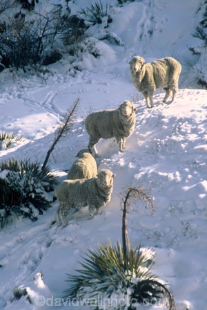 agriculture;cold;countryside;farm;farming;farmland;farms;freeze;freezing;grazing;harsh;high-country;highcountry;lamb;land;merino;mountain;mountains;mutton;pastoral;rural;snow;white;winter;wool