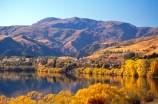 willow;tree;trees;reflection;yellow;fall;leaf;leaves;color;colors;colour;colours;wakatipu-basin;reflections;willow;willows;lakes