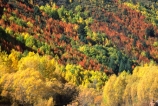 willow;tree;trees;red;orange;yellow;fall;leaf;leaves;color;colors;colour;colours;reflections;willow;willows