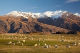 agricultural;agriculture;alp;alpine;alps;altitude;Ben-Cruachan;country;countryside;Crown-Range;Crown-Terrace;farm;farming;Farmland;farms;field;fields;high-altitude;horticulture;meadow;meadows;mount;mountain;mountain-peak;mountainous;mountains;mountainside;mt;mt.;N.Z.;New-Zealand;NZ;Otago;paddock;paddocks;pasture;pastures;peak;peaks;range;ranges;rural;S.I.;sheep;SI;snow;snow-capped;snow_capped;snowcapped;snowy;South-Is.;South-Island;southern-alps;Southern-Lakes;Southern-Lakes-District;Southern-Lakes-Region;stock;summit;summits