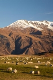 agricultural;agriculture;alp;alpine;alps;altitude;Ben-Cruachan;country;countryside;Crown-Range;Crown-Terrace;farm;farming;Farmland;farms;field;fields;high-altitude;horticulture;meadow;meadows;mount;mountain;mountain-peak;mountainous;mountains;mountainside;mt;mt.;N.Z.;New-Zealand;NZ;Otago;paddock;paddocks;pasture;pastures;peak;peaks;range;ranges;rural;S.I.;sheep;SI;snow;snow-capped;snow_capped;snowcapped;snowy;South-Is.;South-Island;southern-alps;Southern-Lakes;Southern-Lakes-District;Southern-Lakes-Region;stock;summit;summits