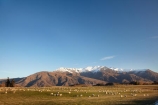 agricultural;agriculture;alp;alpine;alps;altitude;Ben-Cruachan;country;countryside;Crown-Range;Crown-Terrace;farm;farming;Farmland;farms;field;fields;high-altitude;horticulture;meadow;meadows;mount;mountain;mountain-peak;mountainous;mountains;mountainside;mt;mt.;N.Z.;New-Zealand;NZ;Otago;paddock;paddocks;pasture;pastures;peak;peaks;range;ranges;rural;S.I.;sheep;SI;snow;snow-capped;snow_capped;snowcapped;snowy;South-Is.;South-Island;southern-alps;Southern-Lakes;Southern-Lakes-District;Southern-Lakes-Region;stock;summit;summits