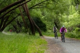 Arrow-River-Bridges-Ride;Arrowtown;Arrowtown-cycle-track;Arrowtown-cycle-trail;bicycle;bicycles;bike;bike-track;bike-tracks;bike-trail;bike-trails;bikes;biking;cycle;cycle-track;cycle-tracks;cycle-trail;cycle-trails;cycler;cyclers;cycles;cycling;cyclist;cyclists;green;leisure;mountain-bike;mountain-biker;mountain-bikers;mountain-bikes;mtn-bike;mtn-biker;mtn-bikers;mtn-bikes;N.Z.;New-Zealand;NZ;Otago;people;person;push-bike;push-bikes;push_bike;push_bikes;pushbike;pushbikes;Queenstown-Bike-Trail;Queenstown-Cycle-Trail;Queenstown-Trail;Queenstown-Trails;recreation;S.I.;SI;South-Is;South-Island;Southern-Lakes;Southern-Lakes-District;Southern-Lakes-Region;Sth-Is;tourism;tourist;tourists;tree;trees;willow-tree;willow-trees