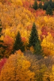 Arrowtown;Arrowtown-Hill;autuminal;autumn;autumn-colour;autumn-colours;autumnal;central-otago;color;colors;colour;colours;conifer;conifers;deciduous;fall;gold;golden;larch;leaf;leaves;mountain-ash;N.Z.;near-Queenstown;New-Zealand;NZ;orange;orange-mountain-ash;Otago;pine;pine-tree;pine-trees;pines;Queenstown;rowan;rowan-tree;rowan-trees;S.I.;season;seasonal;seasons;SI;sorbus;Sorbus-aucaparia;South-Is;South-Is.;South-Island;Southern-Lakes;Southern-Lakes-District;Southern-Lakes-Region;Sth-Is;Tobins-Track;Tobins-Track;tree;trees;yellow