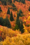 Arrowtown;Arrowtown-Hill;autuminal;autumn;autumn-colour;autumn-colours;autumnal;central-otago;color;colors;colour;colours;conifer;conifers;deciduous;fall;gold;golden;larch;leaf;leaves;mountain-ash;N.Z.;near-Queenstown;New-Zealand;NZ;orange;orange-mountain-ash;Otago;pine;pine-tree;pine-trees;pines;Queenstown;rowan;rowan-tree;rowan-trees;S.I.;season;seasonal;seasons;SI;sorbus;Sorbus-aucaparia;South-Is;South-Is.;South-Island;Southern-Lakes;Southern-Lakes-District;Southern-Lakes-Region;Sth-Is;Tobins-Track;Tobins-Track;tree;trees;yellow
