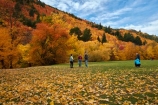 Arrowtown;Arrowtown-Hill;Asian-tourists;autuminal;autumn;autumn-colour;autumn-colours;autumn-leaves;autumnal;Central-Otago;Chinese-tourists;color;colors;colour;colours;conifer;conifers;deciduous;fall;gold;golden;larch;leaf;leaves;mountain-ash;N.Z.;near-Queenstown;New-Zealand;NZ;orange;orange-mountain-ash;Otago;park;parks;people;person;Queenstown;reserve;rowan;rowan-tree;rowan-trees;S.I.;season;seasonal;seasons;SI;sorbus;Sorbus-aucaparia;South-Is;South-Is.;South-Island;Southern-Lakes;Southern-Lakes-District;Southern-Lakes-Region;Sth-Is;Tobins-Track;Tobins-Track;tourism;tourist;tourists;tree;trees;Wilcox-Green;yellow