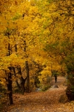 Arrow-River;Arrowtown;autuminal;autumn;autumn-colour;autumn-colours;autumnal;color;colors;colour;colours;deciduous;fall;gold;golden;hiking-path;hiking-paths;hiking-trail;hiking-trails;leaf;leaves;N.Z.;New-Zealand;NZ;Otago;path;paths;pathway;pathways;people;person;Queenstown;route;routes;season;seasonal;seasons;South-Is;South-Island;Sth-Is;tourism;tourist;tourists;track;tracks;trail;trails;tramping-trail;tramping-trails;tree;trees;walking-path;walking-paths;walking-trail;walking-trails;walkway;walkways;yellow