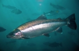 Rainbow-Trout;Salmo-gaidnerii;Lake-Wakatipu;wakatipu;lake;lakes;Queenstown;south-island;new-zealand;under-water;water;underwater;under_water;fish;trout;fishes;trouts;many;lots;swim;swims;school;fishing