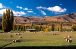 grass;green;sheep;farm;farms;farming;paddock;paddocks;field;fields;pasture;pastures;meadow;meadows;agriculture;rural;poplar;poplars;central-otago