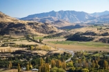 Arrow-Junction;Arrowtown;autuminal;autumn;autumn-colour;autumn-colours;autumnal;color;colors;colour;colours;deciduous;fall;leaf;leaves;N.Z.;New-Zealand;NZ;Otago;Queenstown;S.I.;season;seasonal;seasons;SI;South-Is.;South-Island;Southern-Lakes;Southern-Lakes-District;Southern-Lakes-Region;tree;trees;Wakatipu-Basin