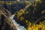 autuminal;autumn;autumn-colour;autumn-colours;autumnal;back-country;backcountry;canyon;canyons;Central-Otago;color;colors;colour;colours;deciduous;fall;gorge;gorges;heritage;high-altitude;high-country;highcountry;highlands;historic;historical;history;larch;larch-tree;larch-trees;Larix-decidua;N.Z.;near-Queenstown;New-Zealand;NZ;old;Otago;Queenstown;remote;remoteness;rugged;S.I.;season;seasonal;seasons;Shotover-River;SI;Skippers;Skippers-Canyon;South-Is.;South-Island;Southern-Lakes;Southern-Lakes-District;Southern-Lakes-Region;steep;tradition;tree;trees;uplands